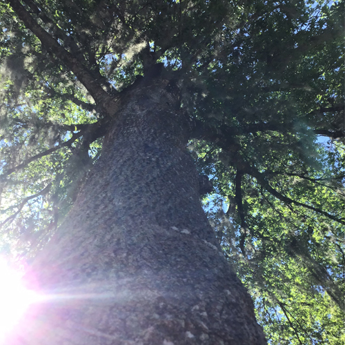 tree-surveys-help-navigate-local-ordinances